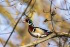 Male wood duck in tree in Defiance, Ohio, USA. Art Print